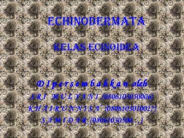 ECHINODERMATA KELAS ECINOIDEA