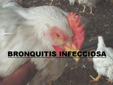 BRONQUITIS INFECCIOSA