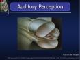 Auditory Perception P1 PowerPoint PPT Presentation