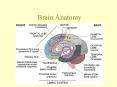 Brain Anatomy PowerPoint PPT Presentation