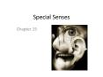 Special Senses PowerPoint PPT Presentation
