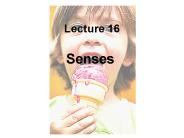 Senses