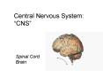 Central Nervous System:  PowerPoint PPT Presentation