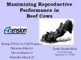 Maximizing Reproductive Performance in Beef Cows PowerPoint PPT Presentation