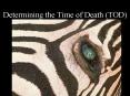 Determining the Time of Death (TOD) PowerPoint PPT Presentation