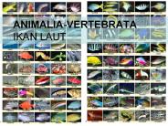ANIMALIA-VERTEBRATA   IKAN LAUT