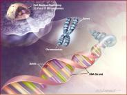 Gene Network Modeling