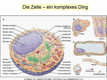 Die Zelle 