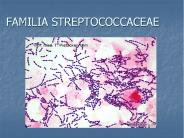 FAMILIA STREPTOCOCCACEAE
