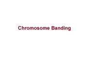 Chromosome Banding