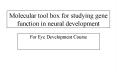 Molecular tool box for studying gene function in neural development PowerPoint PPT Presentation