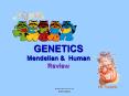 GENETICS Mendelian PowerPoint PPT Presentation