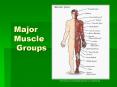 Major Muscle Groups PowerPoint PPT Presentation