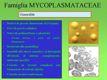 Famiglia MYCOPLASMATACEAE