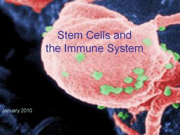 Stem Cells and the Immune System