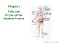 Cells and Organs of the Immune System PowerPoint PPT Presentation