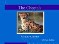 The Cheetah PowerPoint PPT Presentation