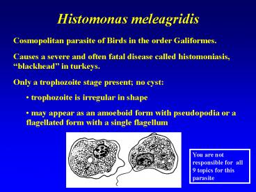 Histomonas meleagridis