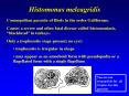 Histomonas meleagridis PowerPoint PPT Presentation