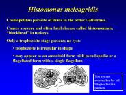 Histomonas meleagridis
