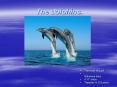 The dolphins. PowerPoint PPT Presentation