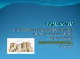 FeLV si FIV PowerPoint PPT Presentation