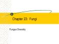 Chapter 23: Fungi PowerPoint PPT Presentation