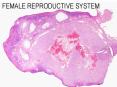 FEMALE REPRODUCTIVE SYSTEM PowerPoint PPT Presentation