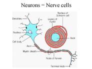 Neurons = Nerve cells