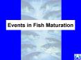 Events in Fish Maturation PowerPoint PPT Presentation