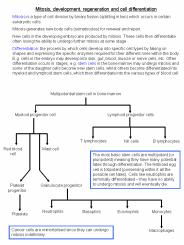 Mitosis, development, regeneration and cell differentiation