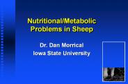 Nutritional/Metabolic Problems in Sheep