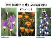 Introduction to the Angiosperms