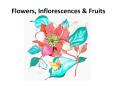 Flowers, Inflorescences PowerPoint PPT Presentation