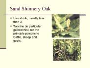 Sand Shinnery Oak