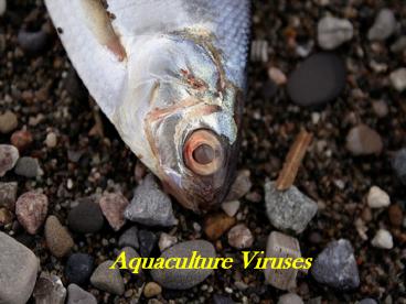 Aquaculture Viruses