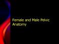 Female and Male Pelvic Anatomy PowerPoint PPT Presentation