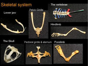 Skeletal system