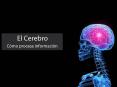 El Cerebro PowerPoint PPT Presentation