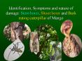 Identification, Symptoms and nature of damage: Stem borer, Shoot borer and Bark eating caterpillar of Mango PowerPoint PPT Presentation