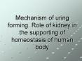 Mechanism of uring forming. Role of kidney in the supporting of homeostasis of human body PowerPoint PPT Presentation