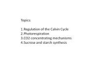 Regulation of the Calvin Cycle