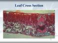 Leaf Cross Section PowerPoint PPT Presentation