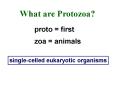 What are Protozoa? PowerPoint PPT Presentation