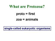 What are Protozoa?