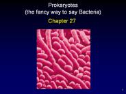 Prokaryotes (the fancy way to say Bacteria)