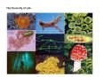 The Diversity of Life PowerPoint PPT Presentation