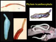 Phylum Nematoda Chapter ??