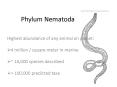 Phylum Nematoda PowerPoint PPT Presentation