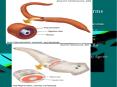 Characteristics of Simple Worms PowerPoint PPT Presentation